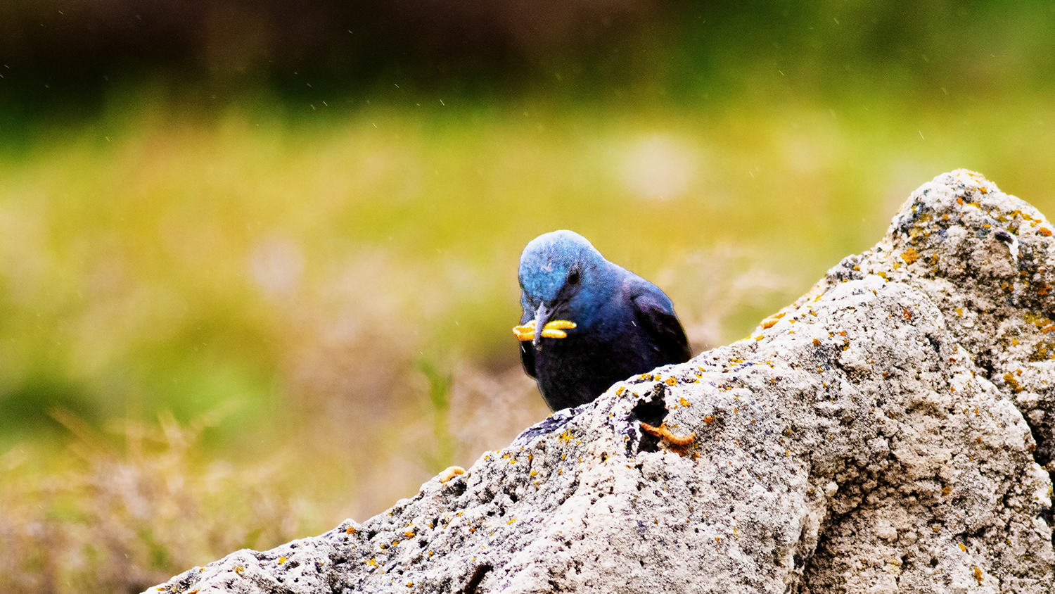 Blue Rock-Thrush
